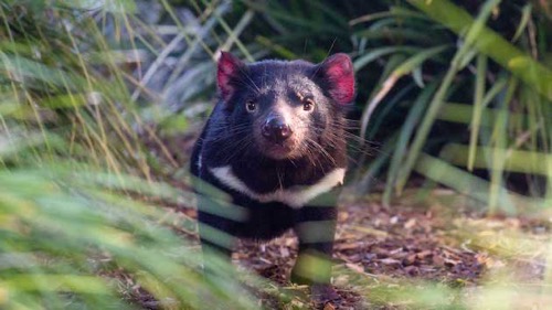 アメリカ　タスマニアデビル　生物蛍光に関連した画像-01