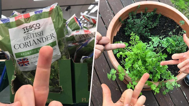 国際パクチー嫌悪の日（International I Hate Coriander Day）に関連した画像-01