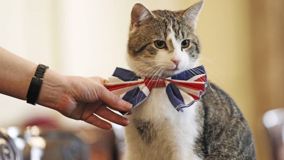 猫　ラリー　イギリス　首相官邸ネズミ捕獲長　ハト