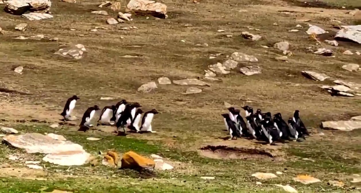 仲間を見失ったペンギン 間違えて別の群れについていくと小っ恥ずかしい結末にｗｗｗｗｗｗ ユルクヤル 外国人から見た世界
