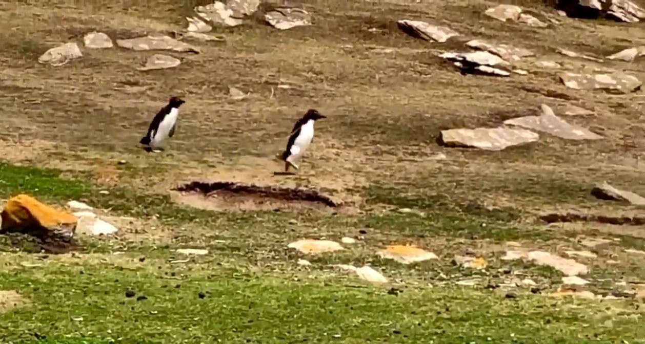 仲間を見失ったペンギン 間違えて別の群れについていくと小っ恥ずかしい結末にｗｗｗｗｗｗ ユルクヤル 外国人から見た世界