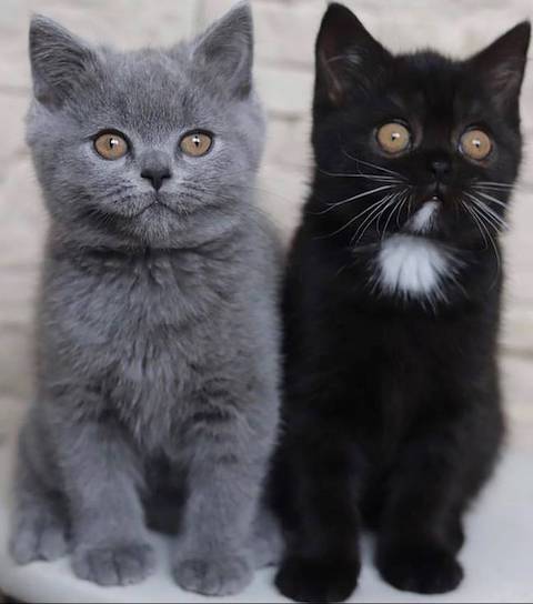 猫 模様 ナルニアに関連した画像-04