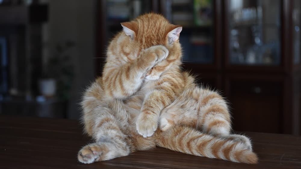 猫 ネコ モザイク