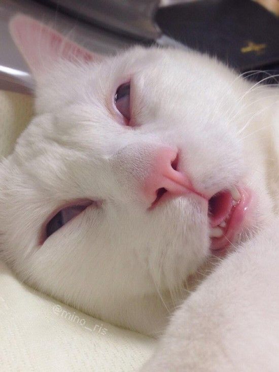 日本一寝顔が酷い絶世の美猫セツちゃんに関連した画像-05