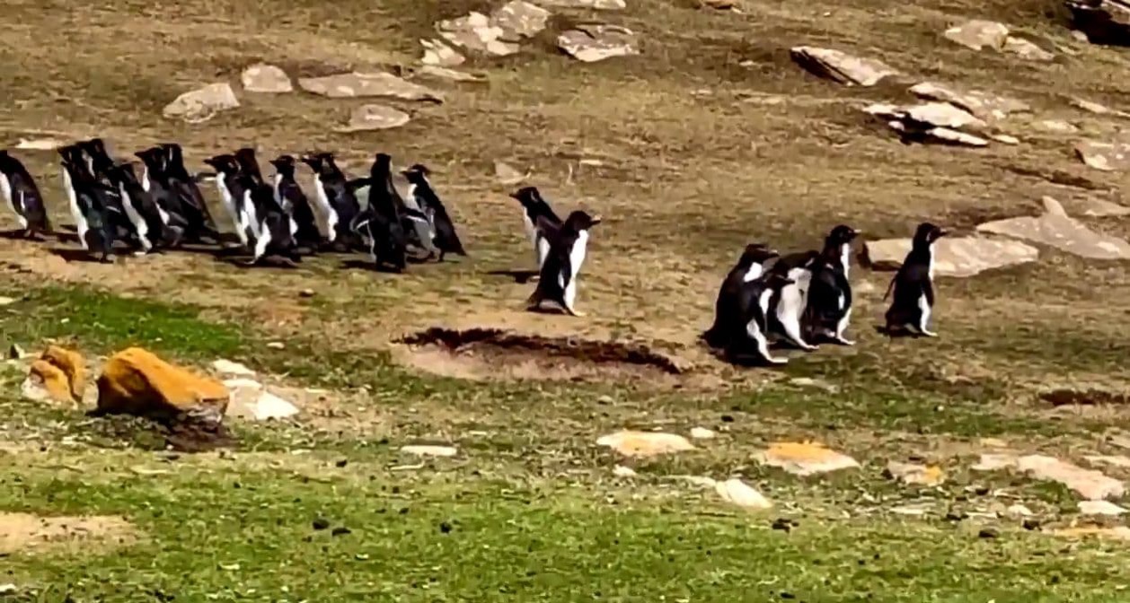 仲間を見失ったペンギン 間違えて別の群れについていくと小っ恥ずかしい結末にｗｗｗｗｗｗ ユルクヤル 外国人から見た世界