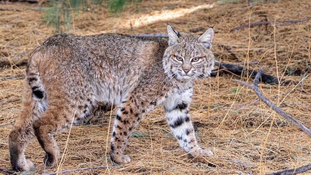 ボブキャット　アメリカ　狂犬病