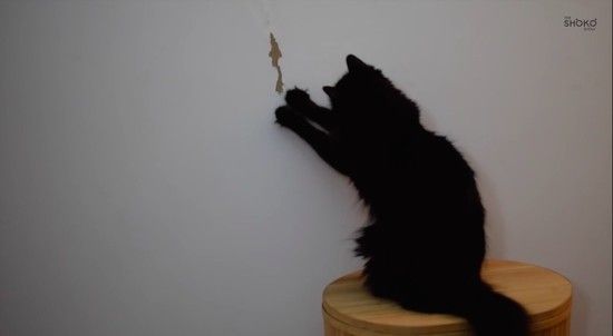 あなたを殺そうとしているネコに見られる、8つの行動パターンに関連した画像-08