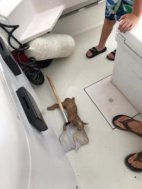 メキシコ 子猫 ボートに関連した画像-03