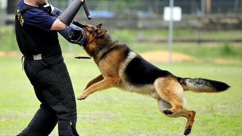 警察犬　ウィンナー　ソーセージ　誘拐　アメリカ