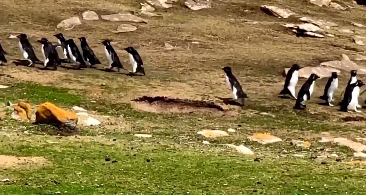 仲間を見失ったペンギン 間違えて別の群れについていくと小っ恥ずかしい結末にｗｗｗｗｗｗ ユルクヤル 外国人から見た世界