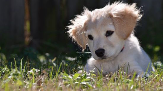 犬縮小マシンに関連した画像-01