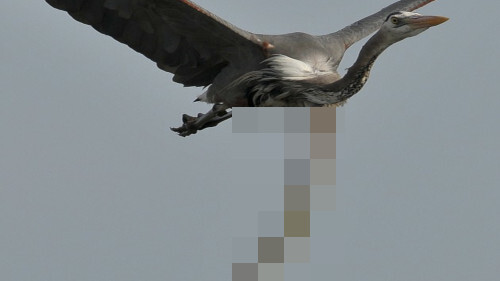アメリカ サギ ウミヘビに関連した画像-01