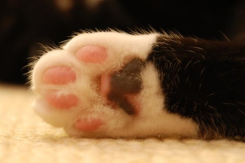 Cat_paw_(cloudzilla)