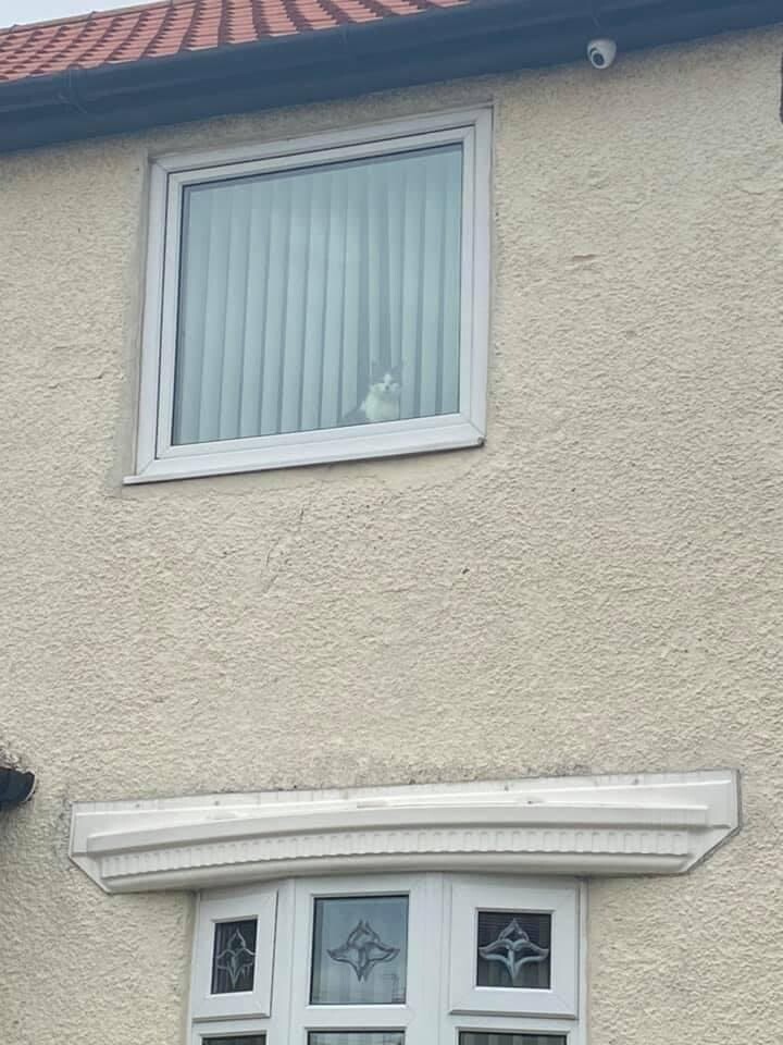 ネコ 物件 イギリス