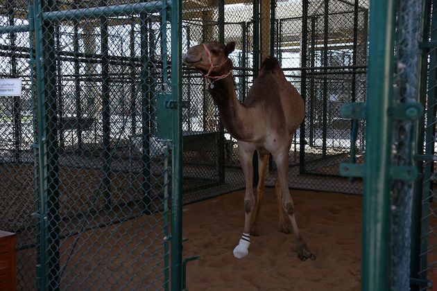 サウジアラビア　ラクダの病院