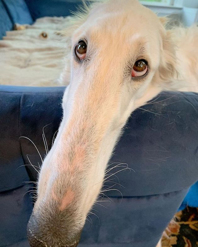世界最長 30cmを超える長すぎる鼻を持つ犬が見つかる 海外めもり 世界最長 30cmを超える長すぎる鼻を持つ犬が見つかる 海外めもり