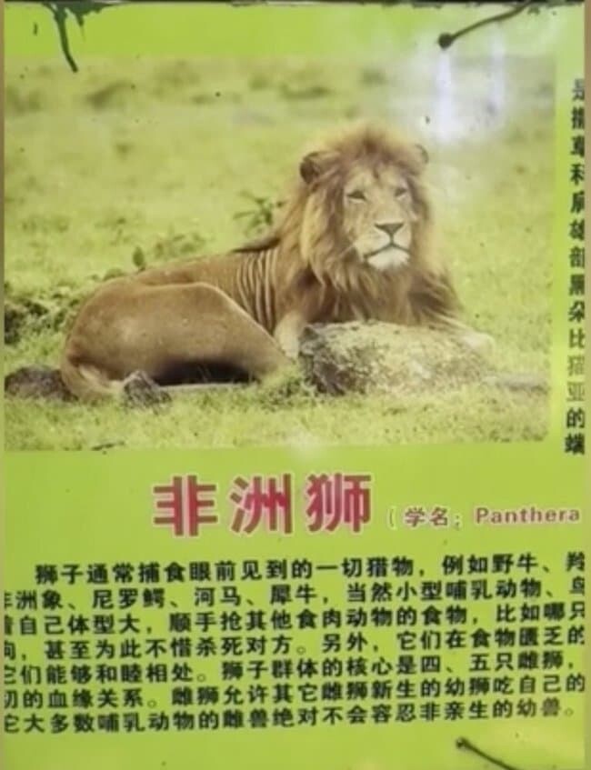中国の動物園が大型犬を ライオン として展示 なんとも言えない表情で佇む姿が可愛すぎるwwww ユルクヤル 外国人から見た世界 中国の動物園が大型犬を ライオン として展示 なんとも言えない表情で佇む姿が可愛すぎるwwww ユルクヤル 外国人から見た世界
