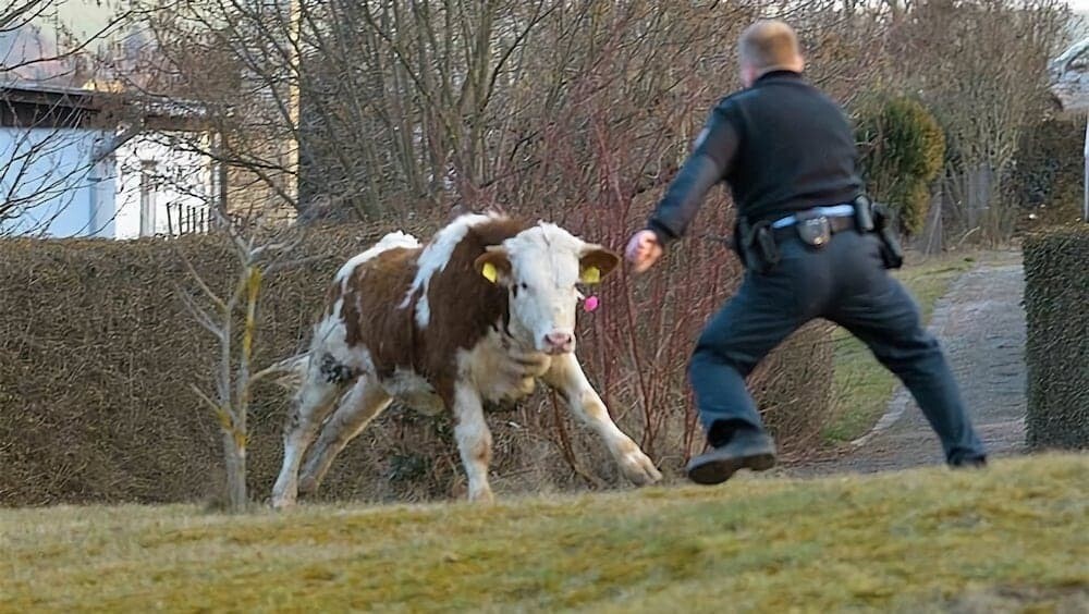 牛　警察犬　アメリカ