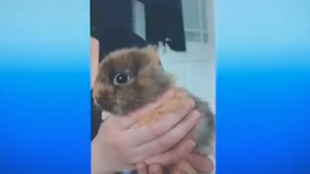 イギリス うさぎ 耳に関連した画像-04