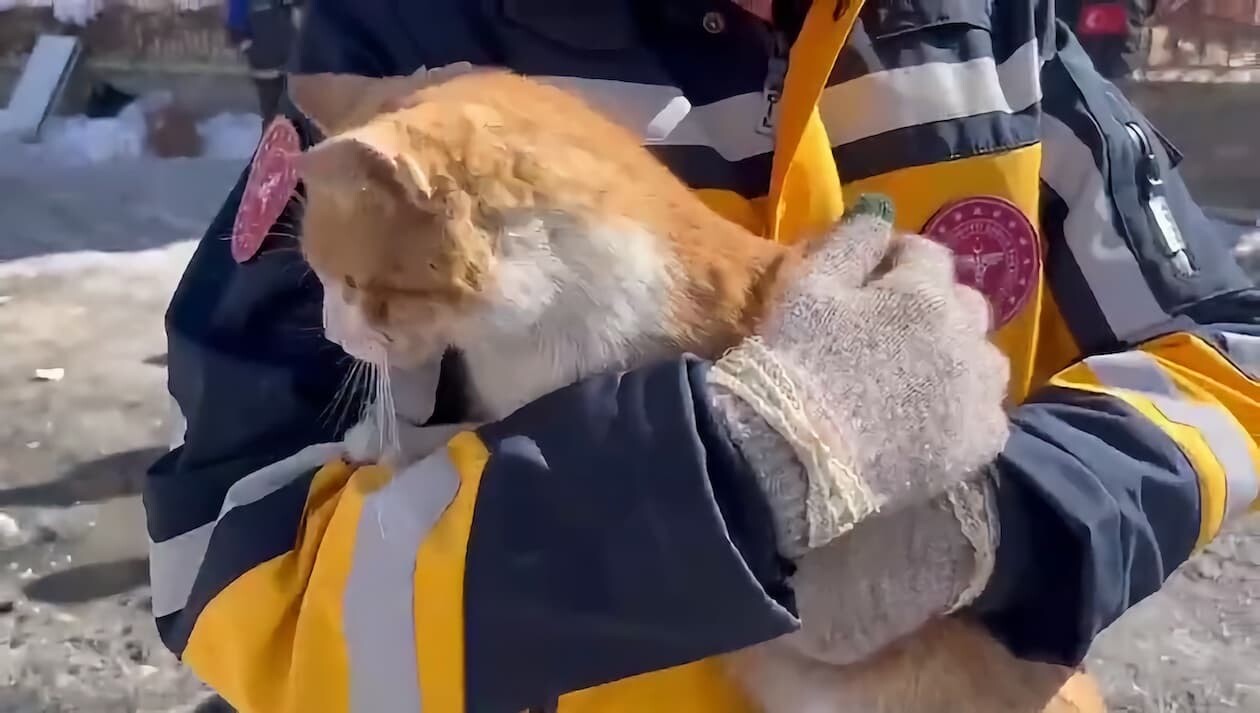 トルコ 地震 ネコ 猫