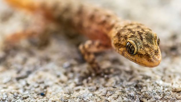 ヤモリを生で食べたに関連した画像-01