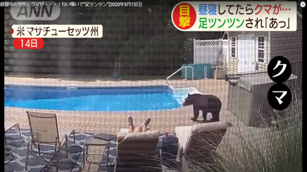 アメリカ クマ 昼寝