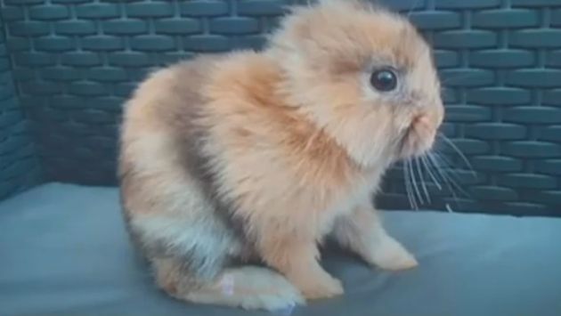 イギリス うさぎ 耳に関連した画像-01