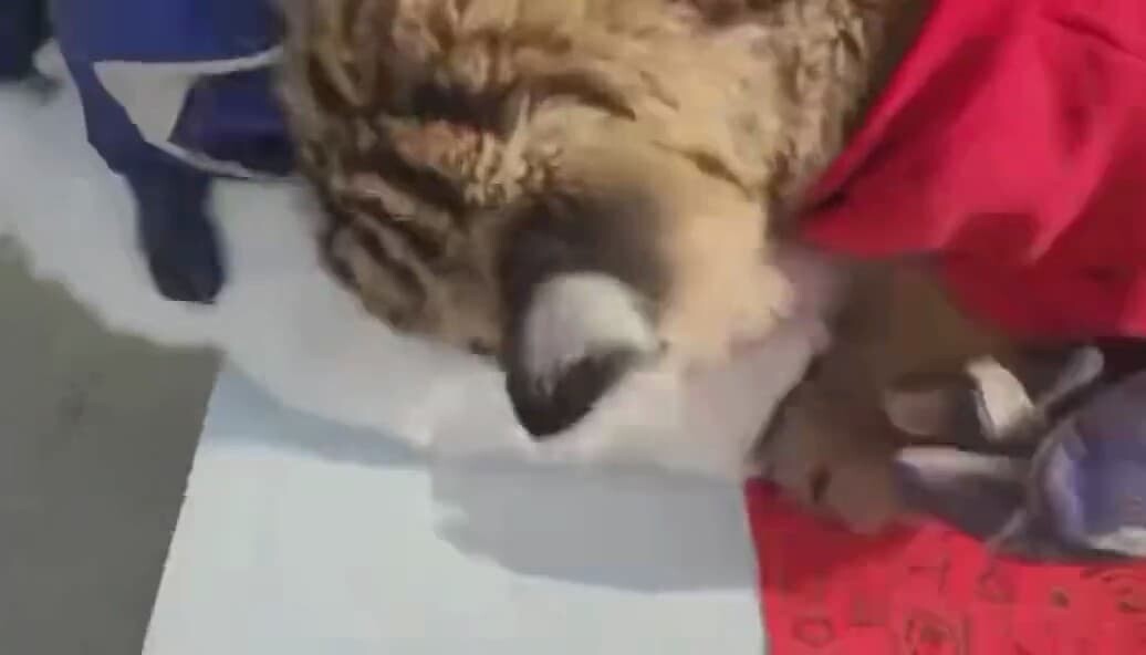 中国 動物園 ウサギ トラ 春節 旧正月
