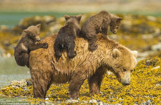 泳げない小グマを3匹、背中に乗せて川を渡るグリズリーのお母さんに関連した画像-03