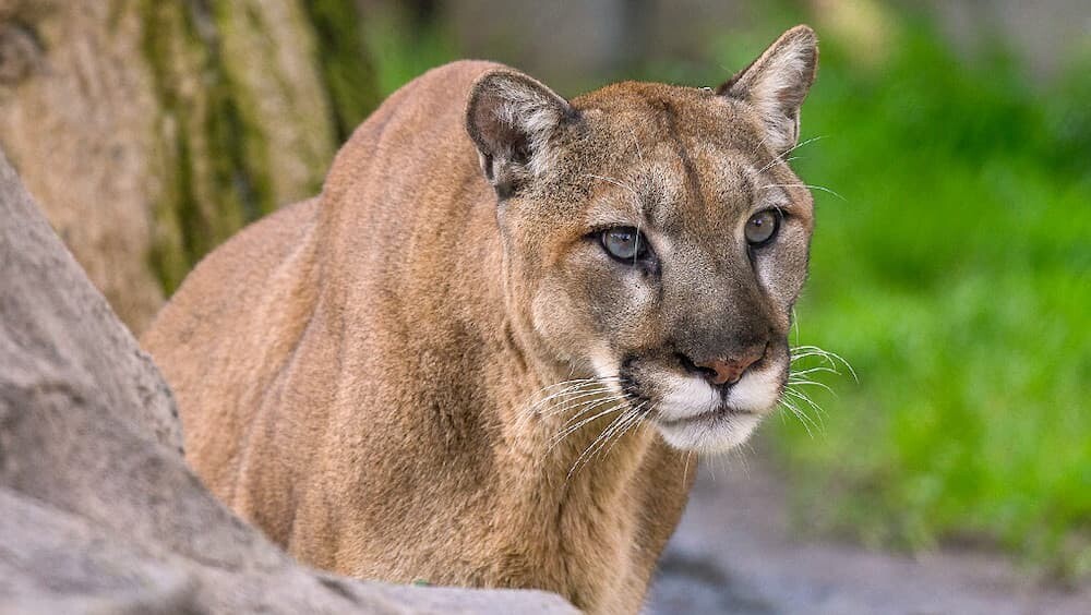 アメリカ　ピューマ　マウンテンライオン