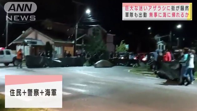 チリ ゾウアザラジ 迷子 巨大