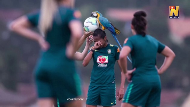 ブラジル 女子サッカー インコ
