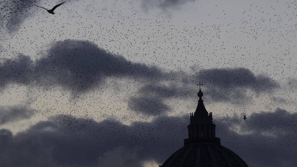 ホシムクドリ イタリア 鳥の雨 花火