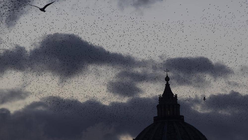 ホシムクドリ　イタリア　鳥の雨　花火