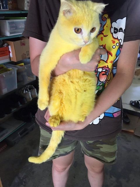 タイ 猫 ピカチュウ