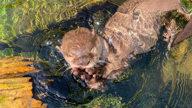 イングランド カワウソ 出会い系に関連した画像-01