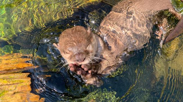 イングランド　カワウソ　出会い系に関連した画像-01