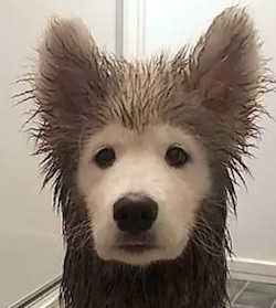 どんな姿勢で泥遊びしてたの 顔だけきれいに真っ白で帰ってきたワンコが話題にｗｗｗｗｗ ユルクヤル 外国人から見た世界