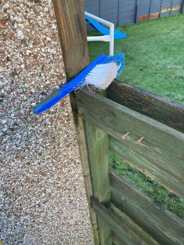 イギリス オウム ブラシ
