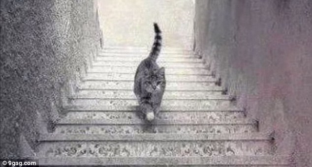 このネコ、階段を上がってるように見える?下ってるように見える?に関連した画像-05