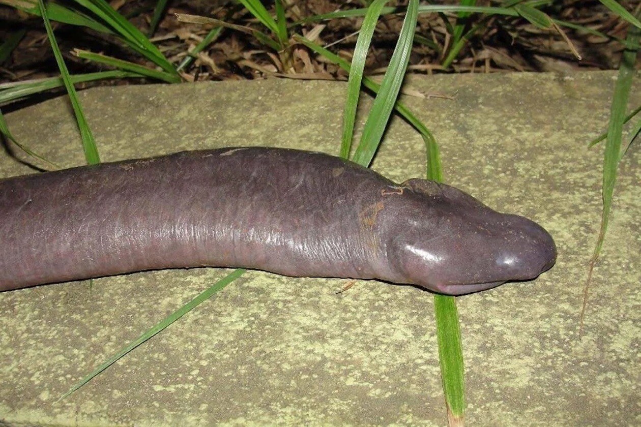 アシナシイモリ Caecilian アメリカ