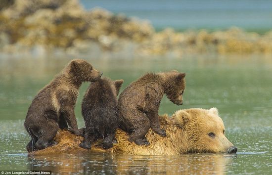 泳げない小グマを3匹、背中に乗せて川を渡るグリズリーのお母さんに関連した画像-01