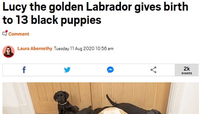 イギリス 子犬 ブラックに関連した画像-02