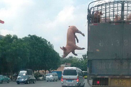 豚、空を飛ぶ(中国)に関連した画像-03