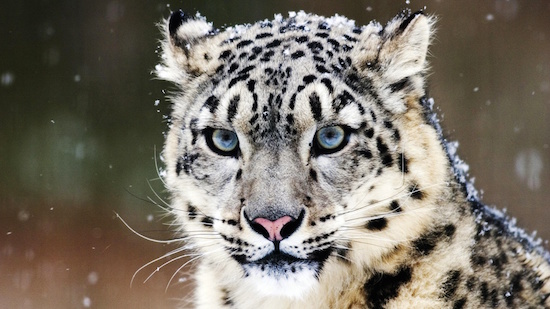 多摩動物公園から猛獣「ユキヒョウ」が脱走に関連した画像-01