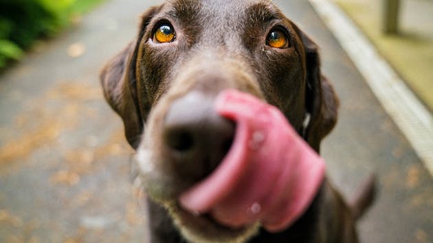 犬になめられて死亡に関連した画像-01