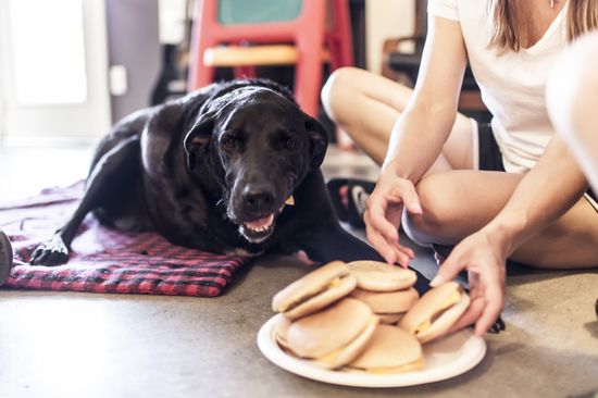 愛犬Dukeyとの最期の日を記録したアルバムに関連した画像-02