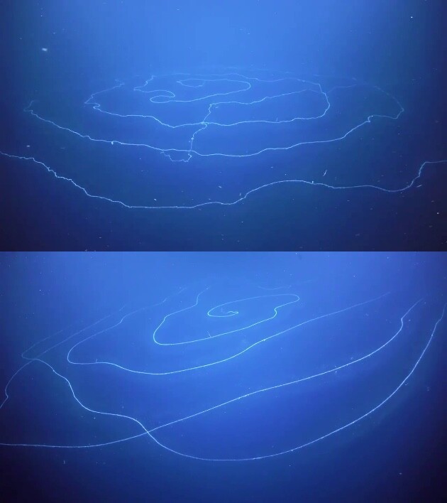 アポレミア(Siphonophore Apolemia)に関連した画像-02