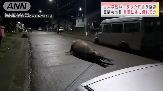 チリ ゾウアザラジ 迷子 巨大