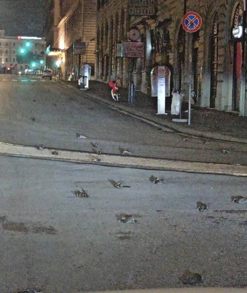 ホシムクドリ イタリア 鳥の雨 花火